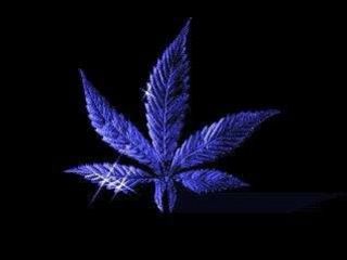 CaNaBiSSSSSSSSSSS
